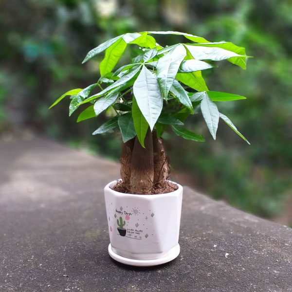 Cây Kim Ngân được mệnh danh là “cây tiền” biểu tượng của giàu sang, thịnh vượng và may mắn Cây Kim Ngân được mệnh danh là “cây tiền” biểu tượng của giàu sang, thịnh vượng và may mắn